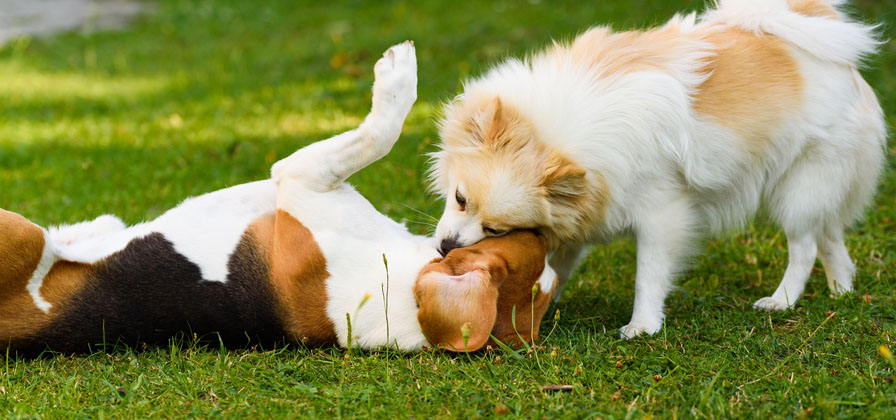 Playmate Dogs Outdoors Play- Doggie Playmates