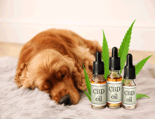 Everything You Need to Know About CBD For Your Dog