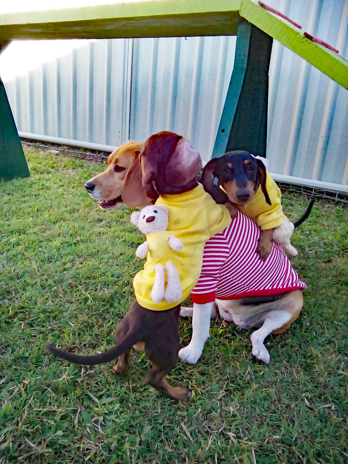 Dashies Chip and Winston give Rosey hugs